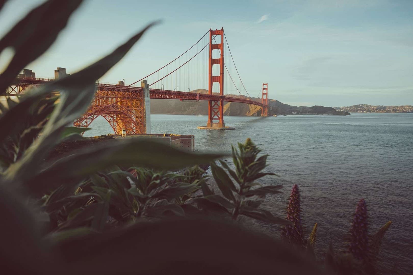 Camellia Grove Kombucha Co